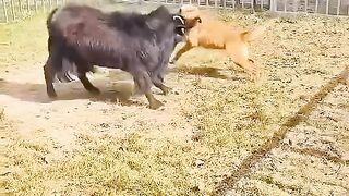 See who won in the fight between the goat and the dog. One should not fight seeing the weak. It can also happen