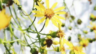 FLOWER 20,United States, Canada, Australia, UK