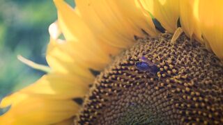 FLOWER 21,United States, Canada, Australia, UK