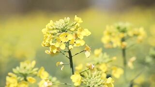 FLOWER 22,United States, Canada, Australia, UK