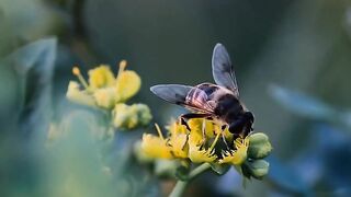 FLOWER 23,United States, Canada, Australia, UK