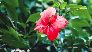 FLOWER 25,United States, Canada, Australia, UK