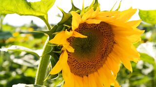FLOWER 27,United States, Canada, Australia, UK