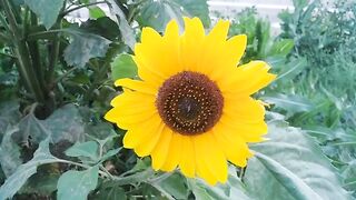FLOWER 28,United States, Canada, Australia, UK