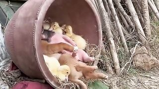 Les amis cochons et les amis chiens vivent en harmonie avec les animaux mignons Dog Golden Sun Original.