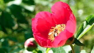 #as_abelhaas_abelha#5 bees taking nectar from flowers