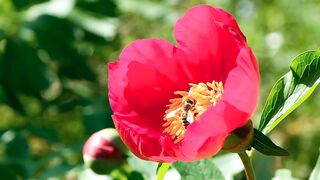 #as_abelhaas_abelha#5 bees taking nectar from flowers