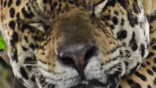 harimau