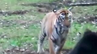 Bear attack on Tiger