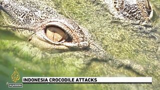 Indonesia crocodile attacks_ Mangrove felling causes human-animal conflict.