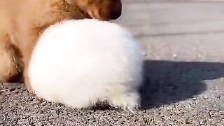 Chien Mignon Et Lapin ???????? #Shorts #Chien #Animaux.