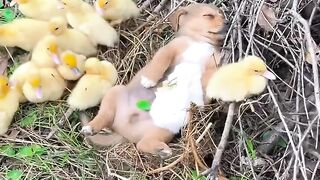Le chien endort le lapin et s'endort????#pets #rabbit #shorts #dog #cute.