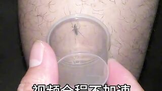 Mosquito ????