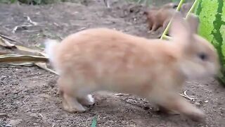 Quand le lapin rencontre le chien#pets #dog #cutedog #rabbit #shorts #cute.