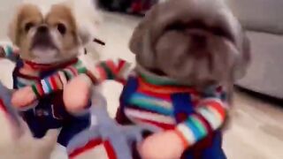 Frères, sortez de l'écran #pets #funny #dogs #puppy.