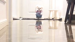 As-tu eu peur au moment où nous nous sommes précipités_???????? #pets #dog #cutedog #funnydogs #shorts.