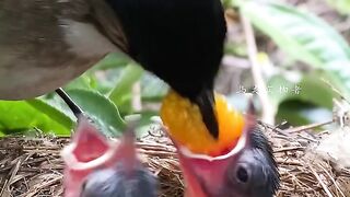 Bird ????