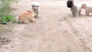 Rabbit and Puppies playing