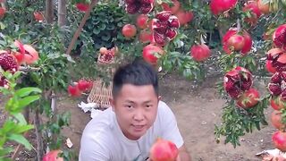 Fruit garden ????????????????