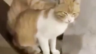 Funny video cat