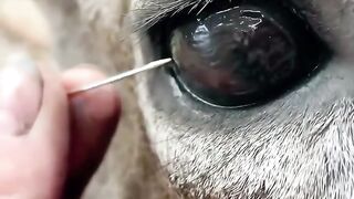 Animal eyes