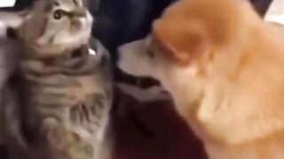 Cat getting charged after another attack