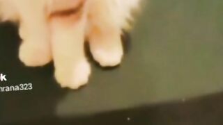 My cat my pet