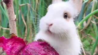 The little rabbit eats dragon fruit and gets red lips. Cute pet. Rabbit. Cute little pet in the cou.