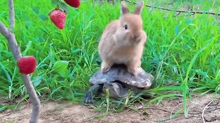 A cute pet with a turtle and a rabbit eating strawberries.