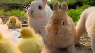 A group of cute little animals under the sunset, rabbits, little cute pets in the countryside.