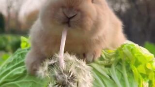 The sound of the little rabbit eating dandelions is so relaxing! Cute Pet Debut Plan Rabbit Pastora.