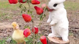Have you all eaten strawberries, but have you seen a strawberry tree_ Let’s see it together. Strawb.