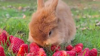 A little greedy rabbit, a cute pet rabbit, a cute little pastoral pet.