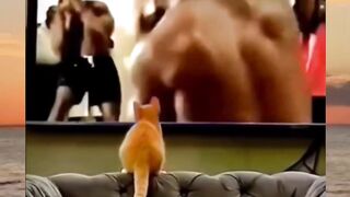 #funny #cat #dog #animals (61)