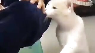 Funny cat video