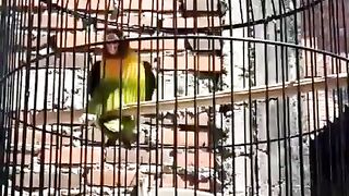 Amazing bird