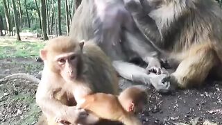funny moments of monkeys and their cubs