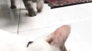 Funny cat