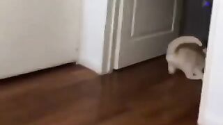 Funny video cat