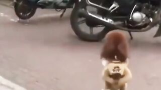 Funny dog video