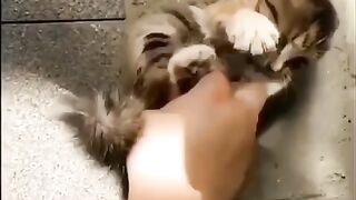 adorable kitten