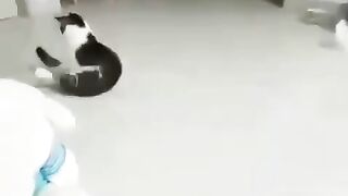 Funny cat