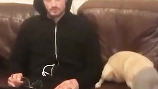 Funny video dog