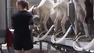 Goats farm
