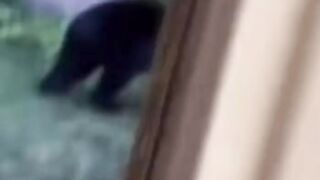 This bear had to drop by