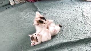 Cute Kittens - Funny and Cute