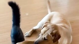 Adorable Kitten & Dog Wrestle!.