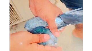 My pet my bird