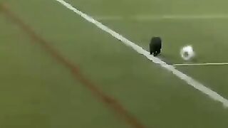 Un gato normal en brezil