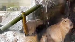 Adorable Capybaras